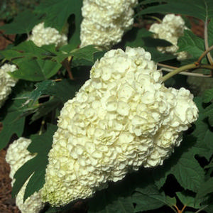 HARMONY OAKLEAF HYDRANGEA