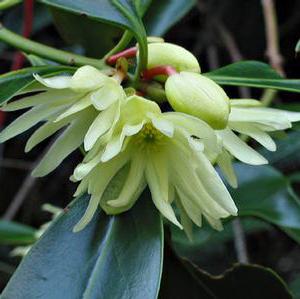 PURPLE GLAZE™ ILLICIUM