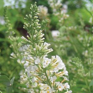 VANILLA TREAT™ BUTTERFLY BUSH