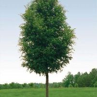 BOSQUE ELM