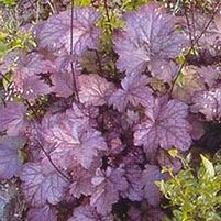 PLUM PUDDING CORAL BELLS