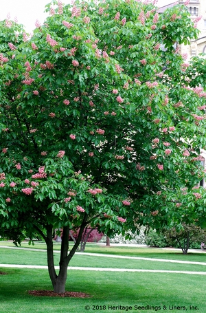 BRIOTII RED HORSE CHESTNUT