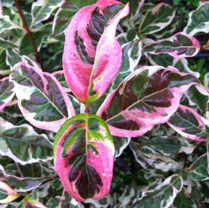 VARIEGATED STELLAR PINK™ DOGWOOD