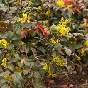 CREEPING MAHONIA