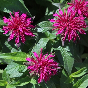 PETITE DELIGHT BEEBALM