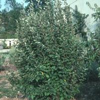 EBBENGEI ELAEAGNUS