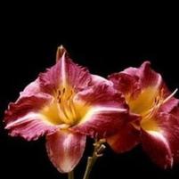 WOODSIDE AMETHYST DAYLILY