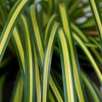 EVERSHEEN SEDGE