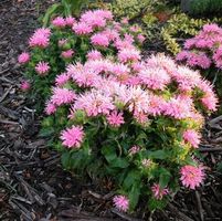 PETITE WONDER BEEBALM