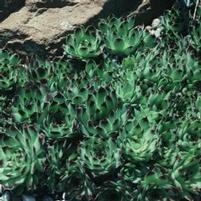 RED HEART HENS & CHICKS