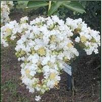 SARAH'S FAVORITE CRAPEMYRTLE