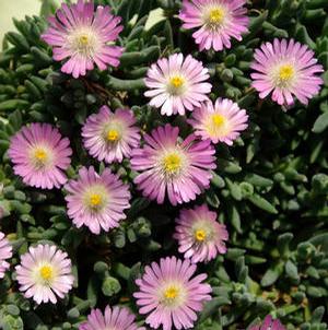 JEWEL OF DESERT ROSEQUARTZ ICE PLANT