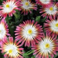 JEWEL OF DESERT RUBY ICE PLANT