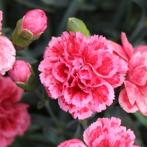 SUPERTROUPER™ SILVER PINK DIANTHUS
