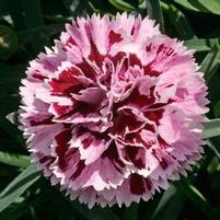 SUPERTROUPER™ VELVET WHITE DIANTHUS