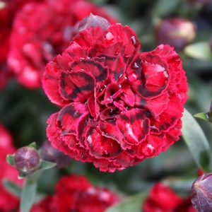 SUPERTROUPER™ BUTTERFLY DARK RED DIANTHUS