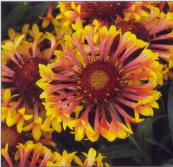 FANFARE BLANKET FLOWER