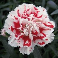 SUPERTROUPER™ RED & WHITE DIANTHUS