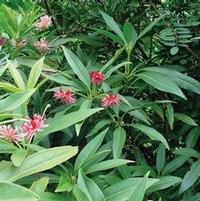 WOODLAND RUBY ILLICIUM