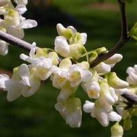 ROYAL WHITE REDBUD