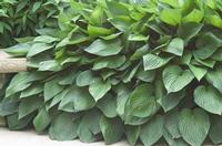 HYACINTHINA HOSTA
