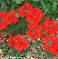 HOMESTEAD CARPET RED VERBENA