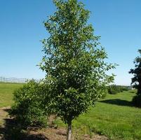TUPELO TOWER™ BLACKGUM