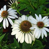 WHITE SWAN CONEFLOWER