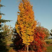 GOLDEN BELLTOWER™ IRONWOOD