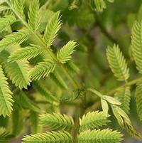 COLD HARDY MIMOSA