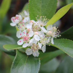 LOW SCAPE MOUND® CHOKEBERRY