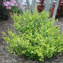 CESKY GOLD® DWARF BIRCH