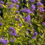 SUNSHINE BLUE® II BLUEBEARD