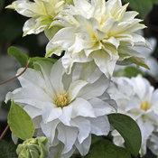 MADAME MARIA® CLEMATIS