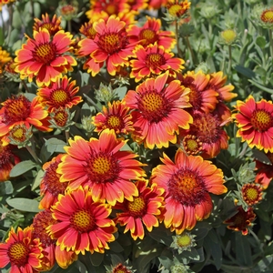 ARIZONA SUN BLANKET FLOWER