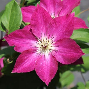 VIVA POLONIA CLEMATIS