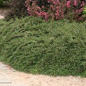 LITTLE DIPPER® COTONEASTER