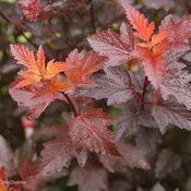 GINGER WINE® NINEBARK