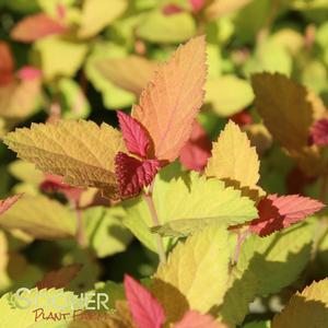 DOUBLE PLAY® CANDY CORN® SPIRAEA