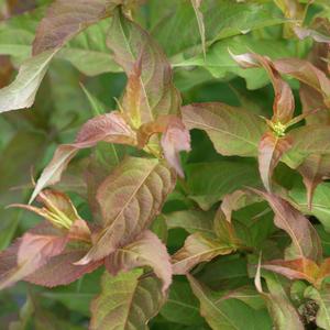 KODIAK® RED BUSH HONEYSUCKLE