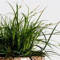 EVERDI SEDGE