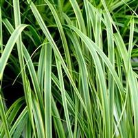 EVERLIME SEDGE