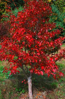 KOREAN STEWARTIA