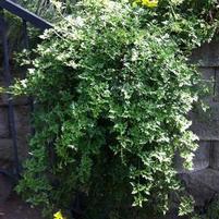 PERFECTION CLEMATIS