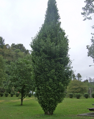 SKY TOWER™ GINKGO