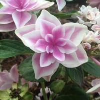 STAR GAZER HYDRANGEA