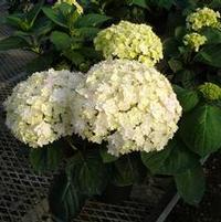 PEACE HYDRANGEA