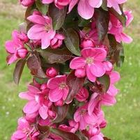 ROSALIE COLUMNAR CRABAPPLE