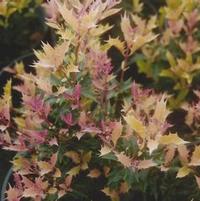 PARTY LIGHTS™ OSMANTHUS