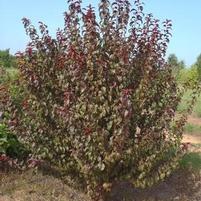 PURPLE PRIDE PLUM
